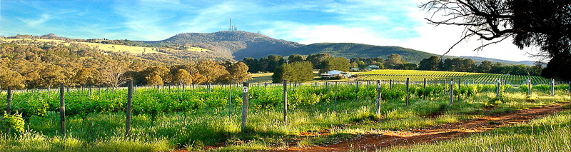 Strawhouse Vineyard below Mount Canobolas