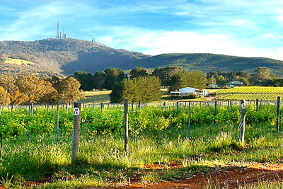 Strawhouse Vineyard below Mount Canobolas