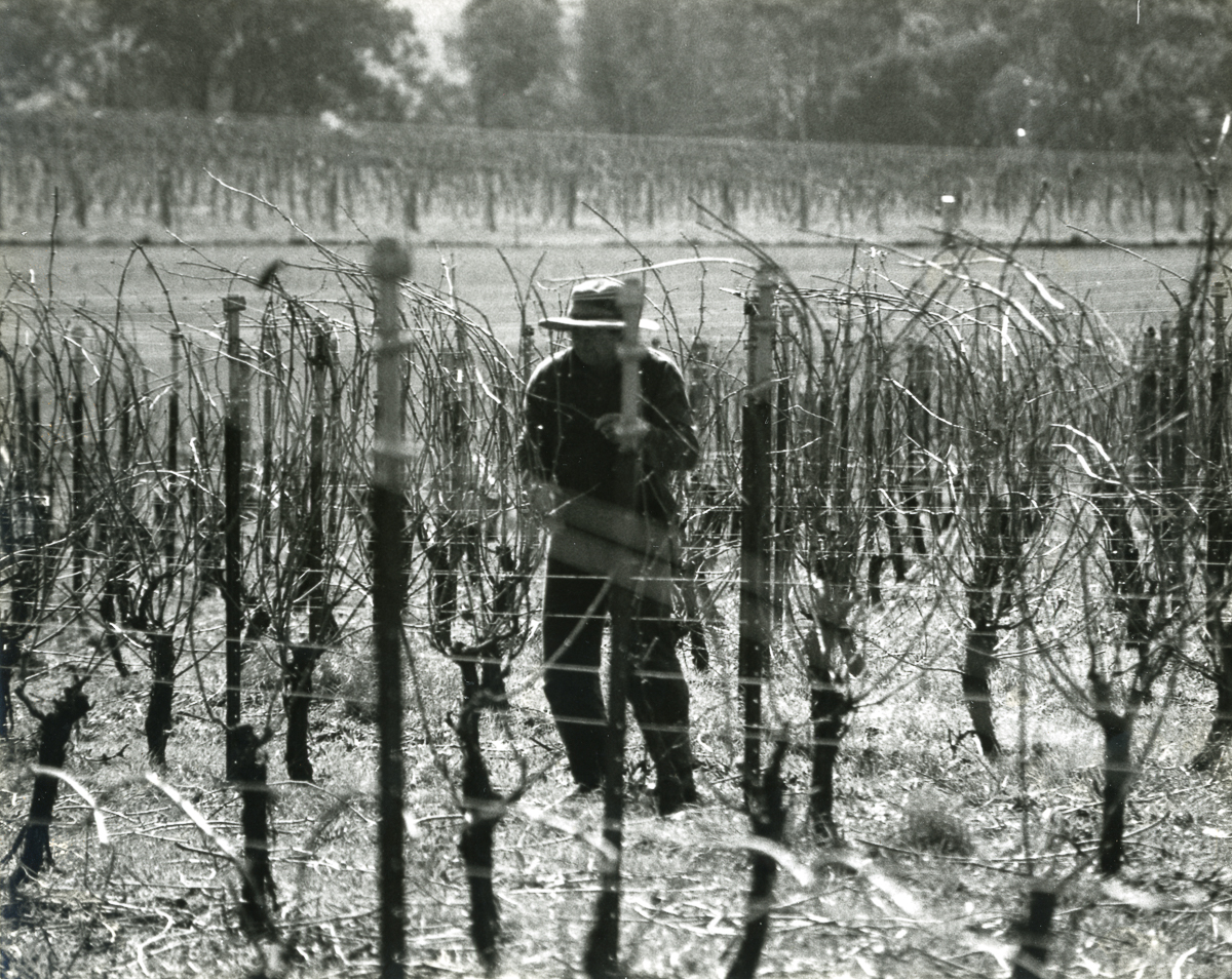 Winter in the vineyard