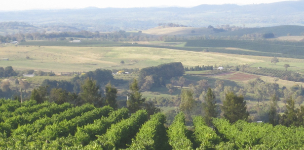 DeSalis Vineyard